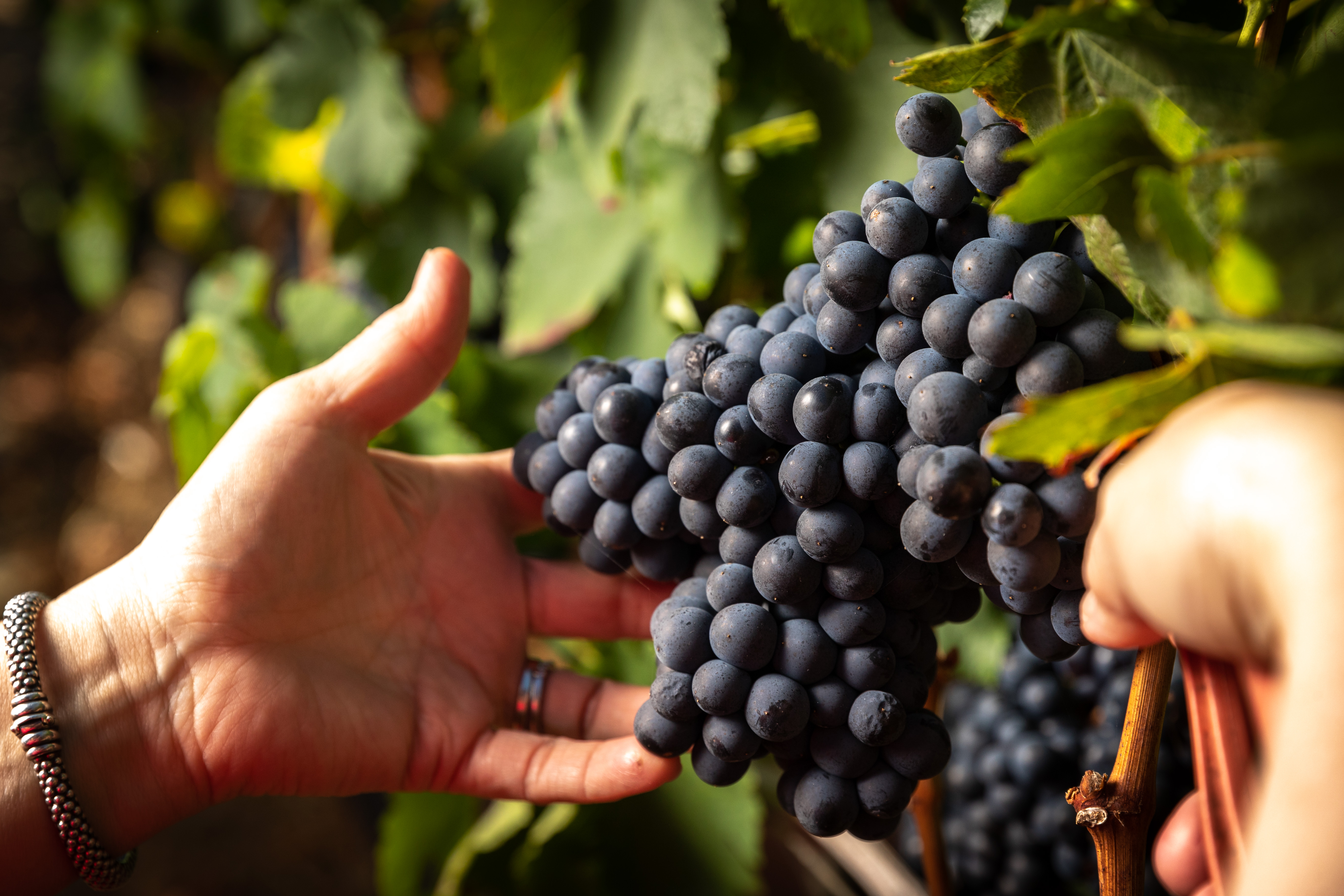 Petite sirah 2018 Petite sirah 2018