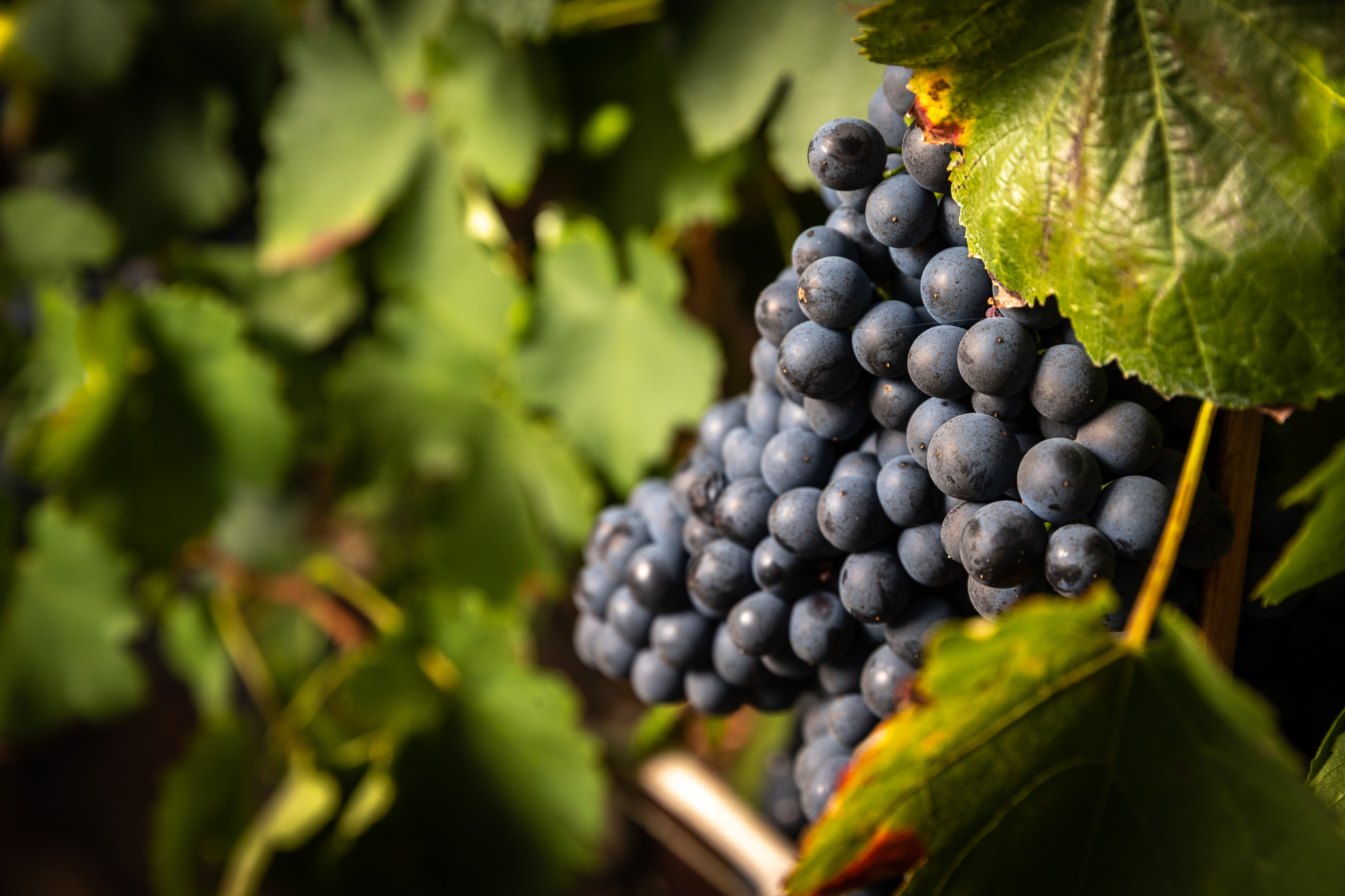 C81I8496.jpg C81I8496.jpg