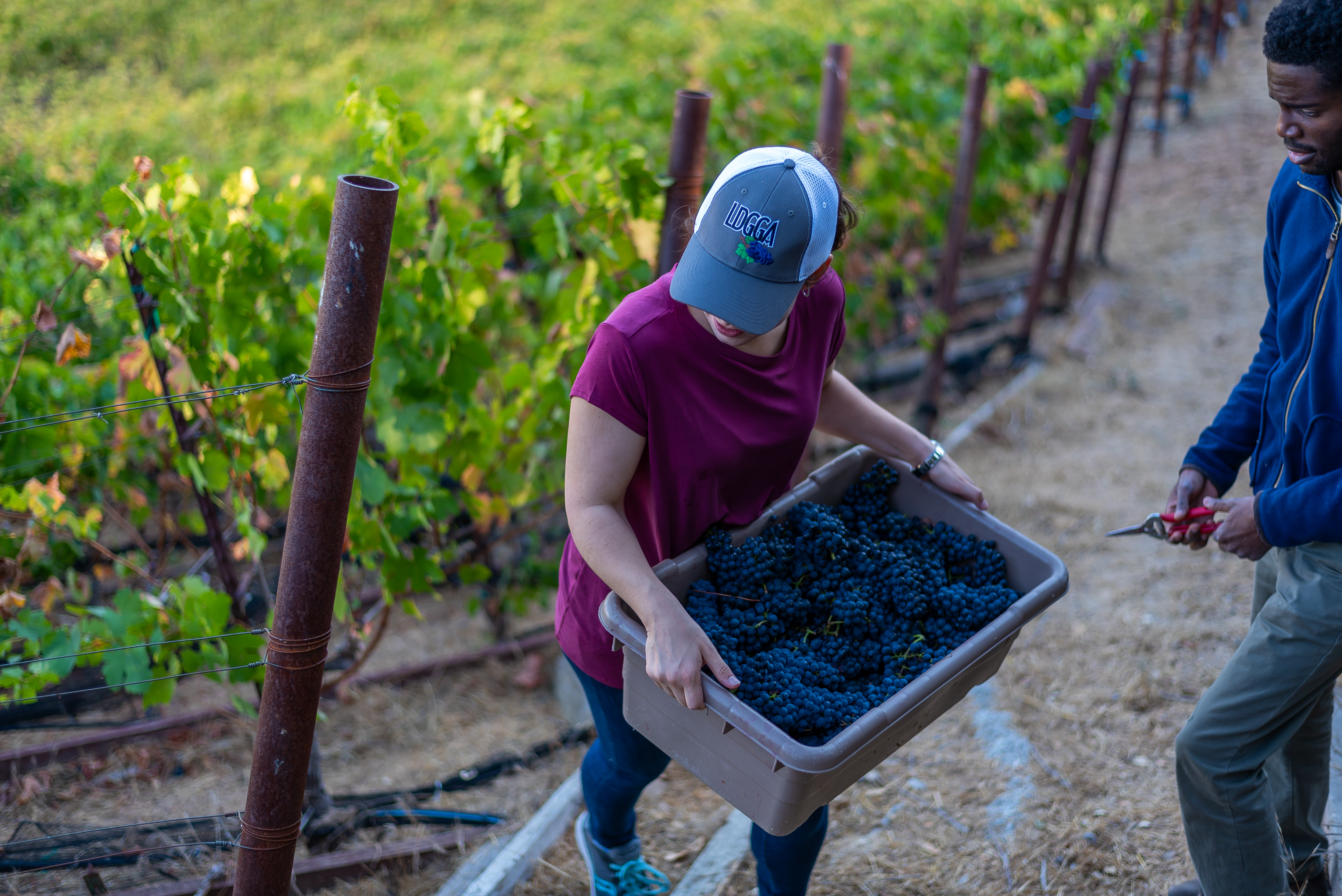 Harvest at Captain Vineyards-18 (1).JPG Harvest at Captain Vineyards-18 (1).JPG