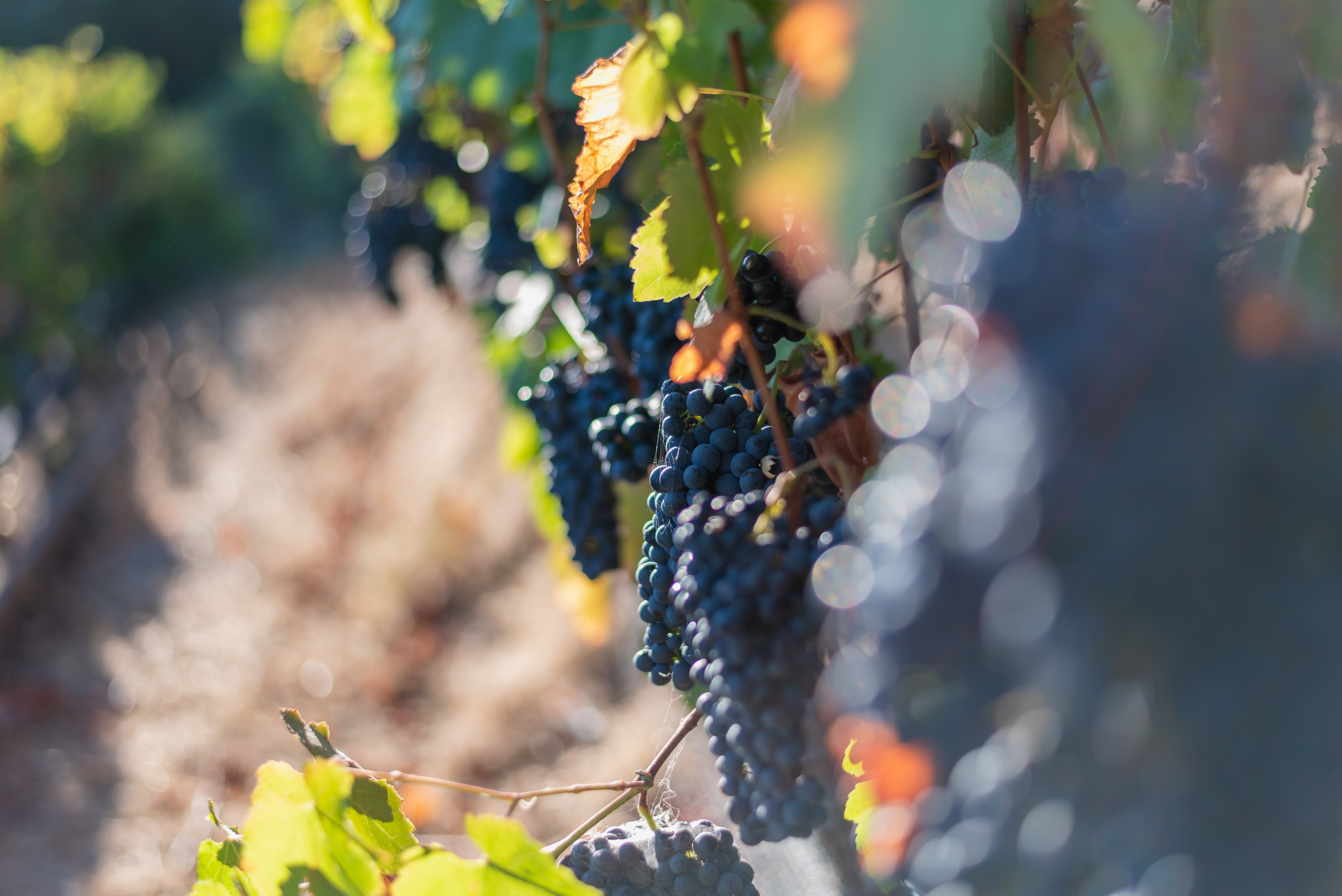 Harvest at Captain Vineyards-18 (1).JPG Harvest at Captain Vineyards-18 (1).JPG