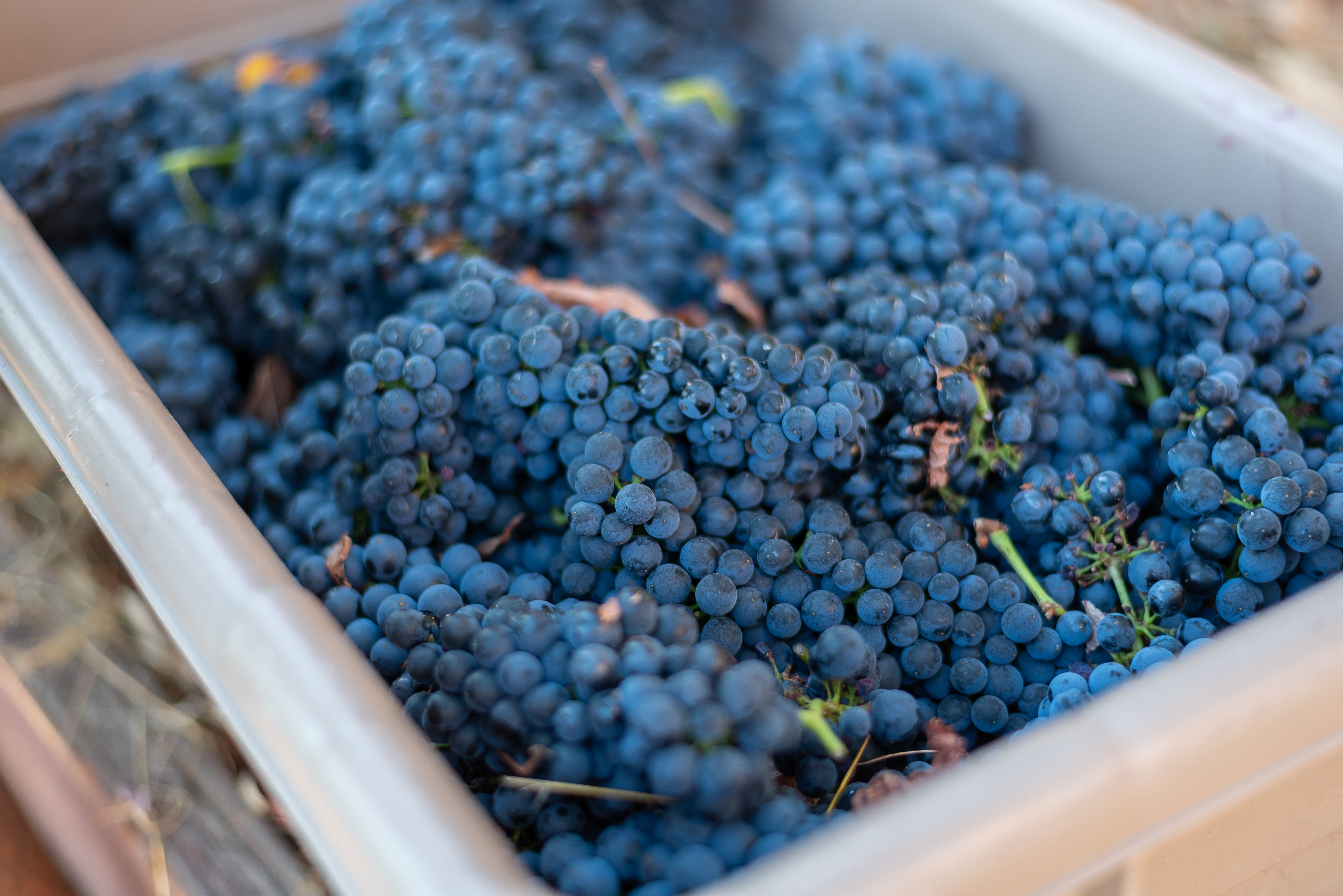 Harvest at Captain Vineyards-18(1).JPG Harvest at Captain Vineyards-18(1).JPG