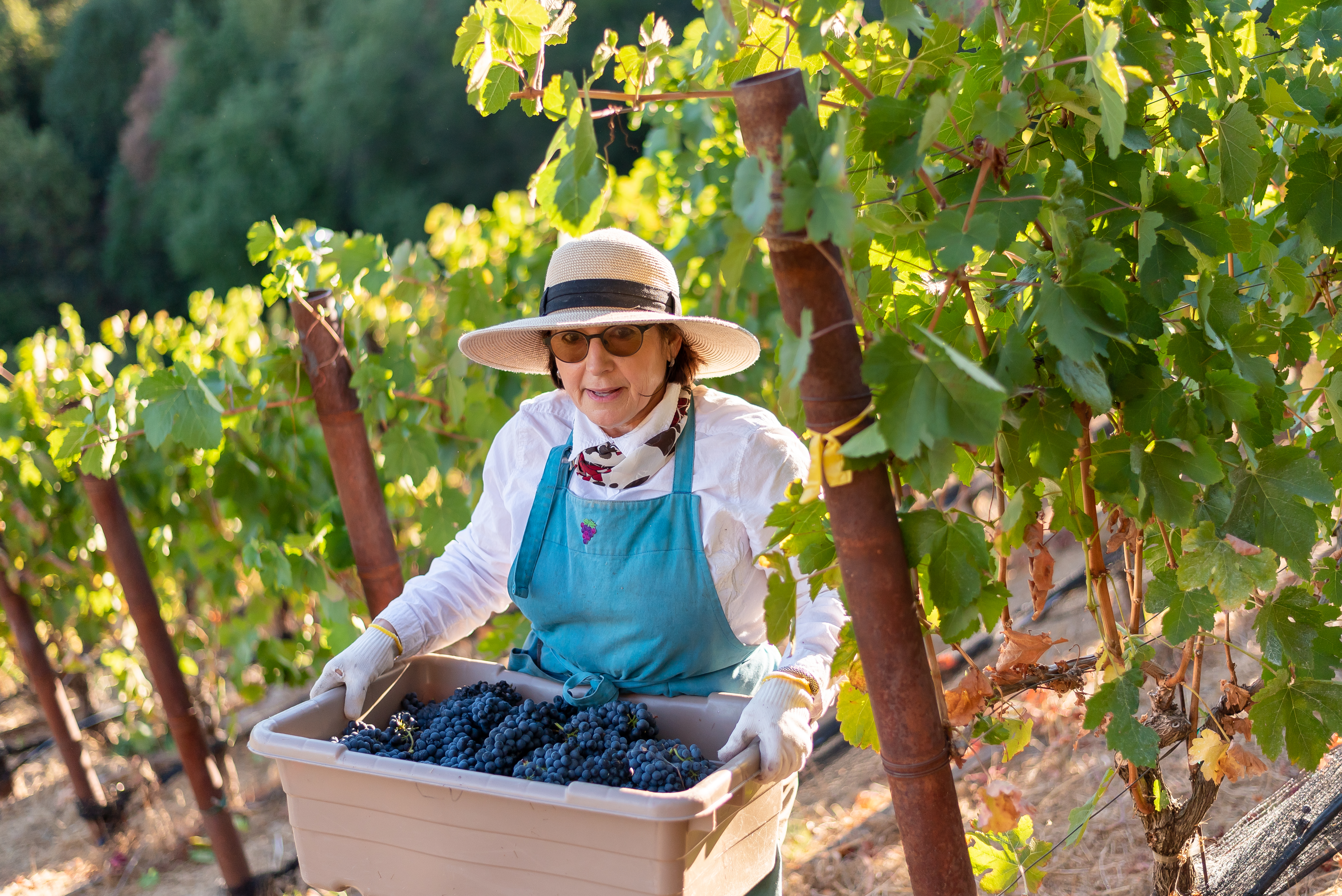 Harvest at Captain Vineyards-18 (1).JPG Harvest at Captain Vineyards-18 (1).JPG