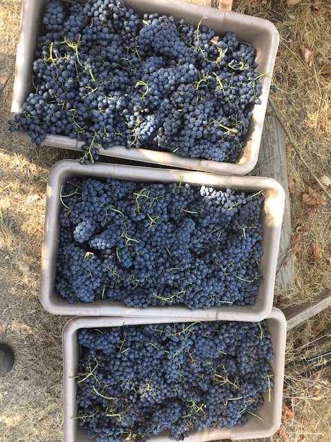 harvest319.JPG harvest319.JPG