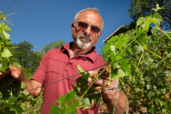 Vineyards Management Vineyards Management