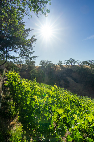 Bright sunshine in Raisin d'Etre Vineyards Bright sunshine in Raisin d'Etre Vineyards