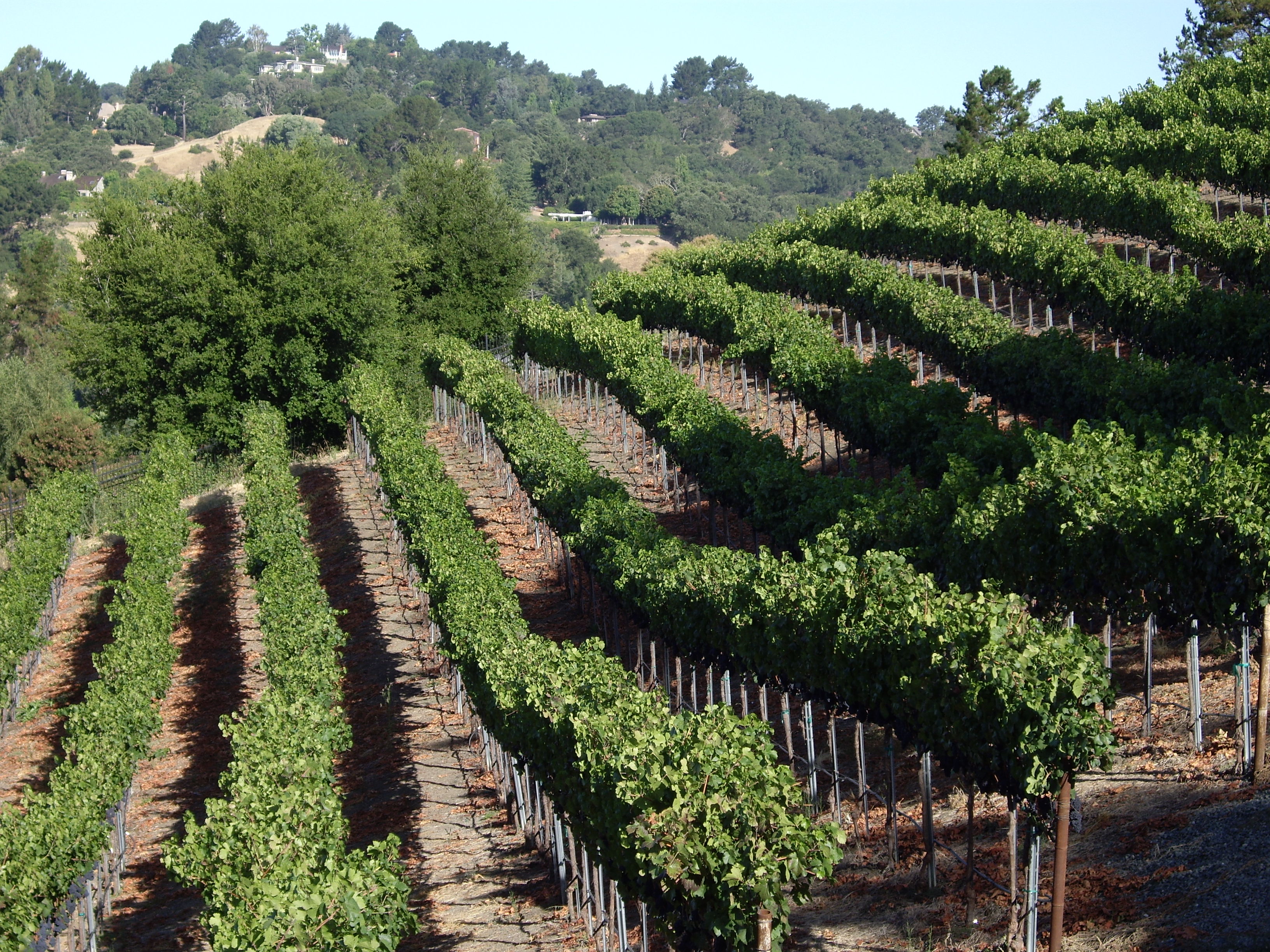 VINEYARD 06 001.jpg VINEYARD 06 001.jpg