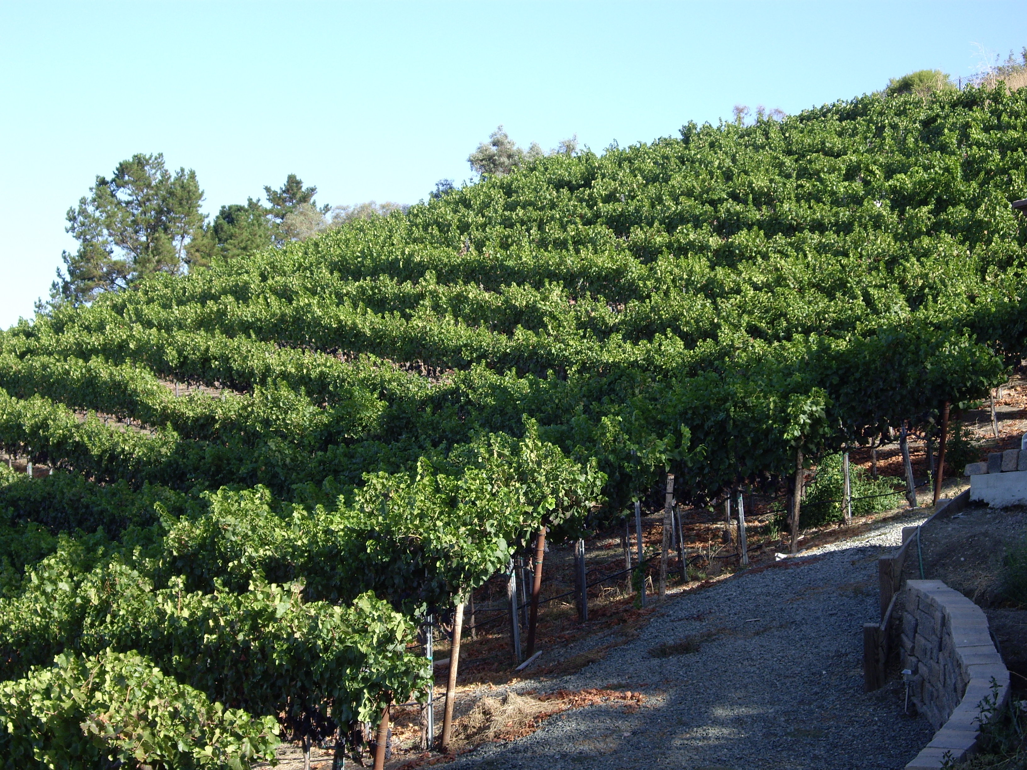 VINEYARD 06 002.jpg VINEYARD 06 002.jpg