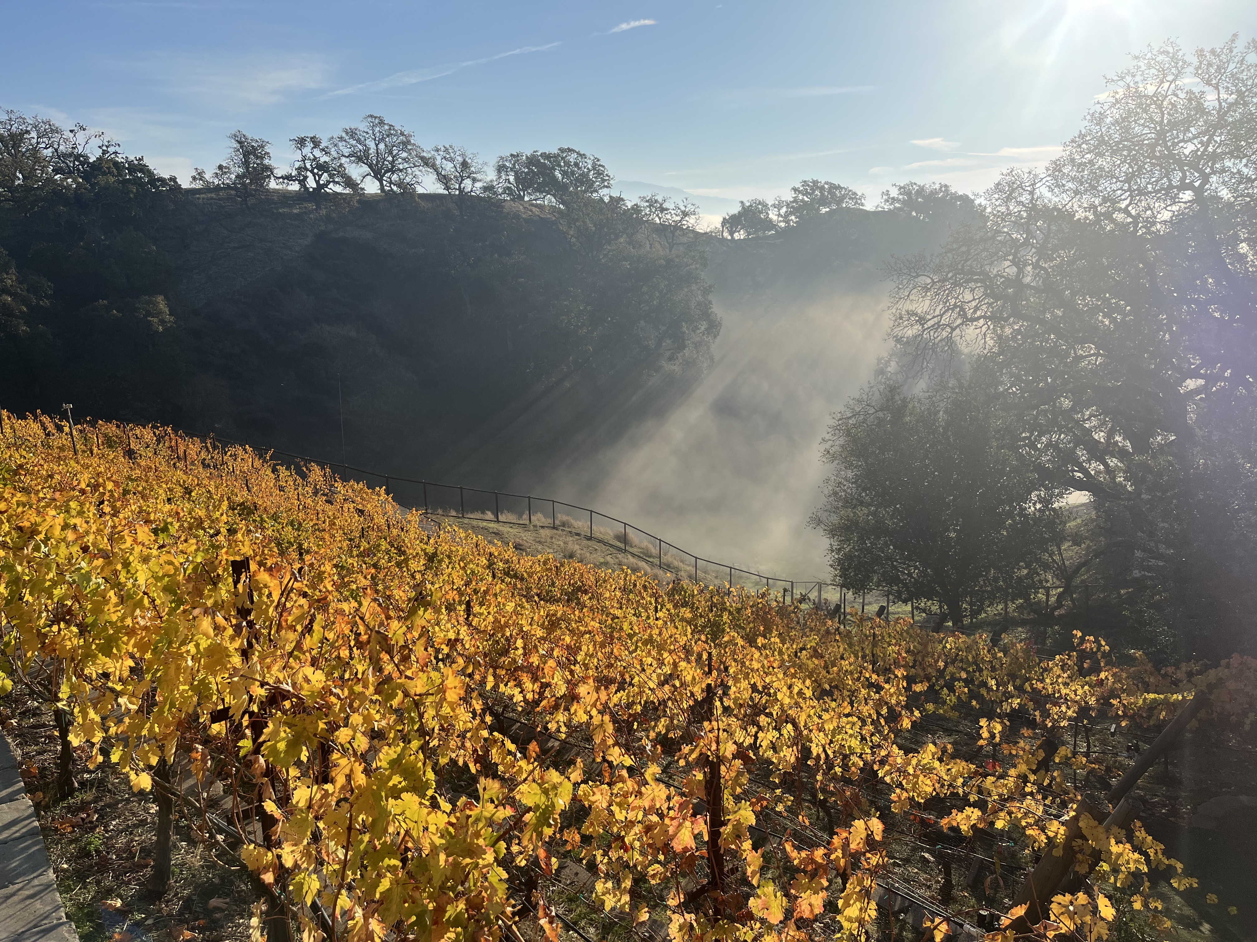 Sun gracing our vineyard Sun gracing our vineyard