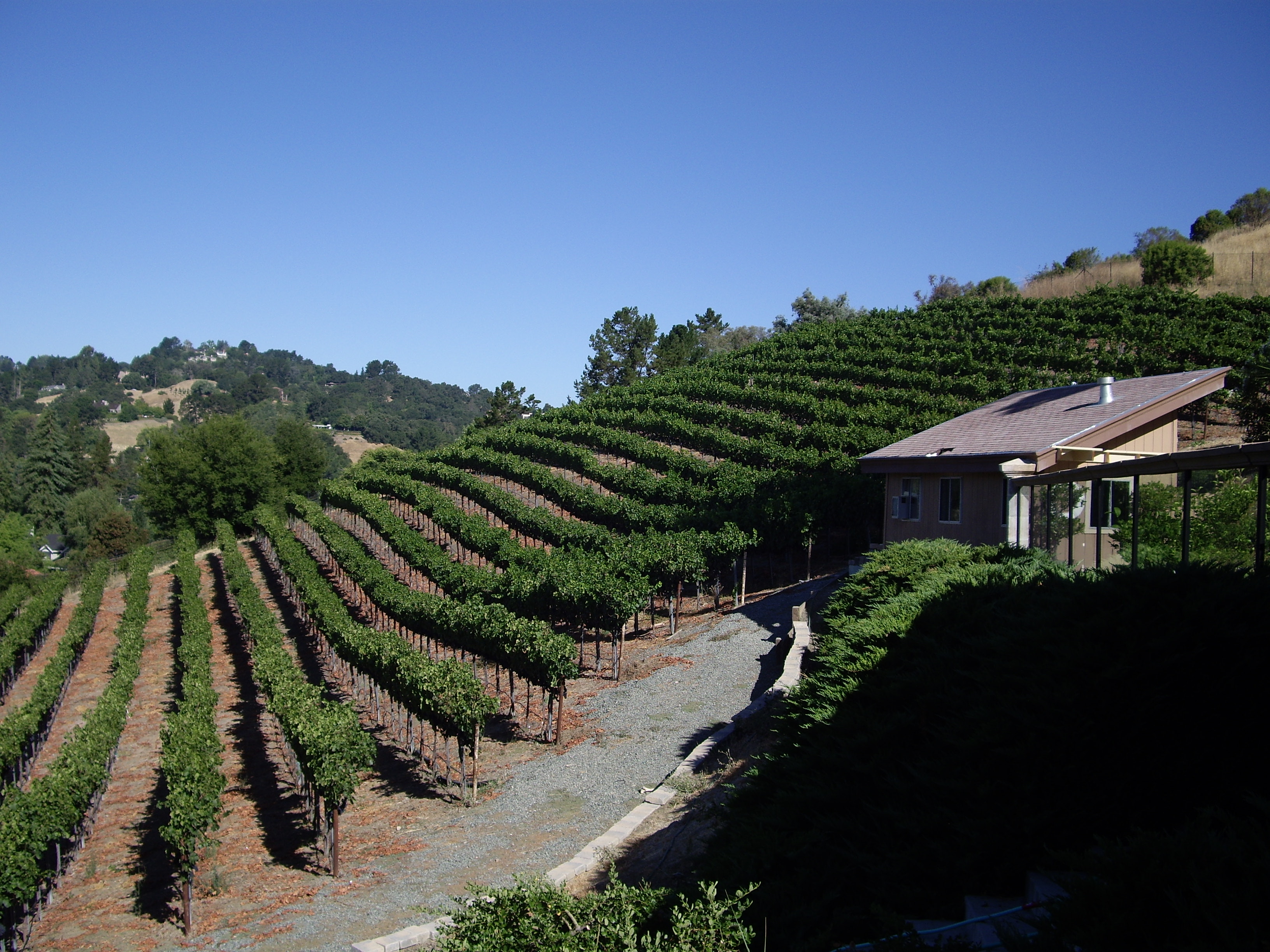 VINEYARD 06 016.jpg VINEYARD 06 016.jpg