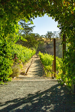Peekaboo picture of Raisin d'Etre Vineyard Peekaboo picture of Raisin d'Etre Vineyard