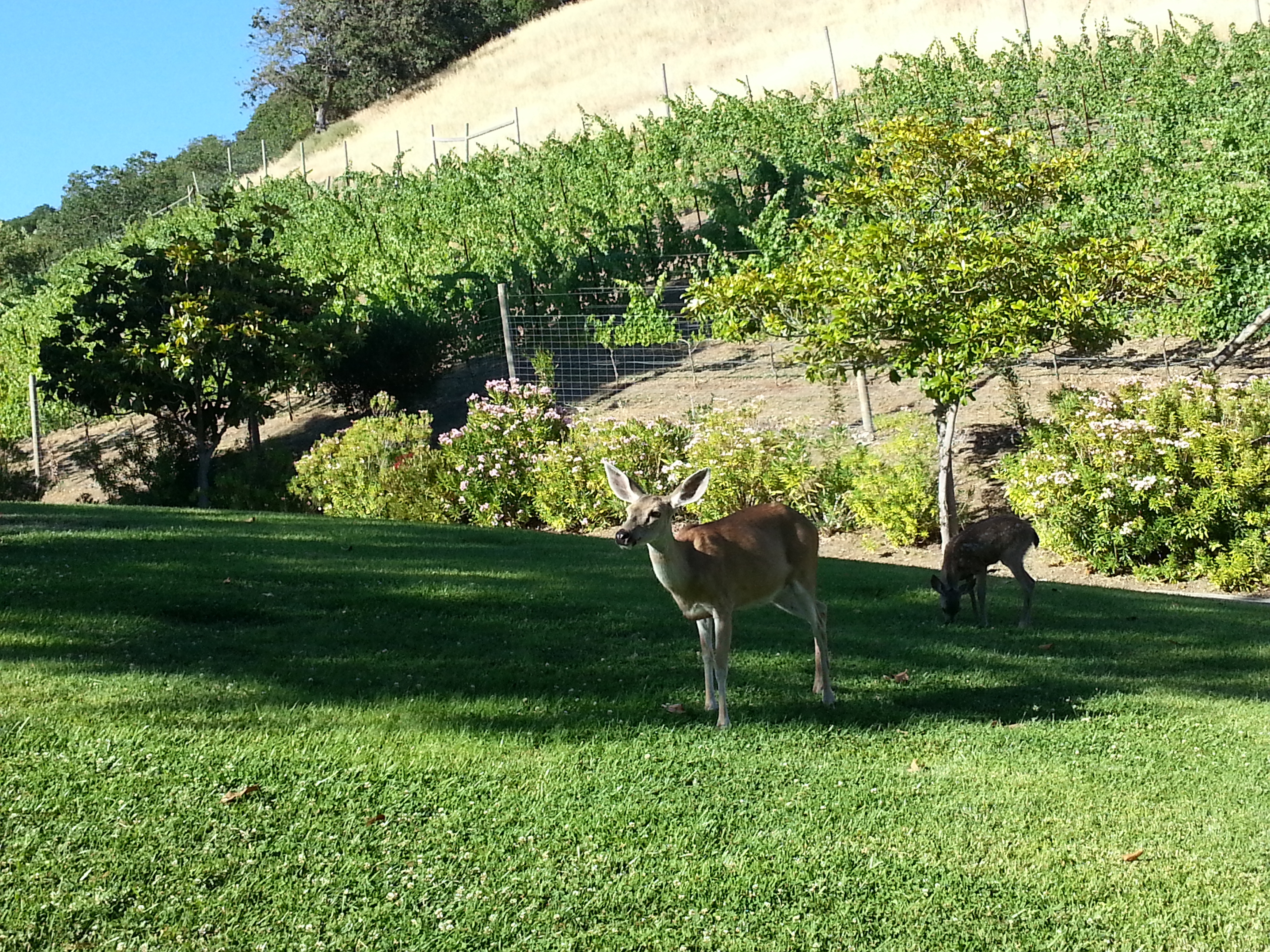 Thal Vineyard 6-2014.jpg Thal Vineyard 6-2014.jpg