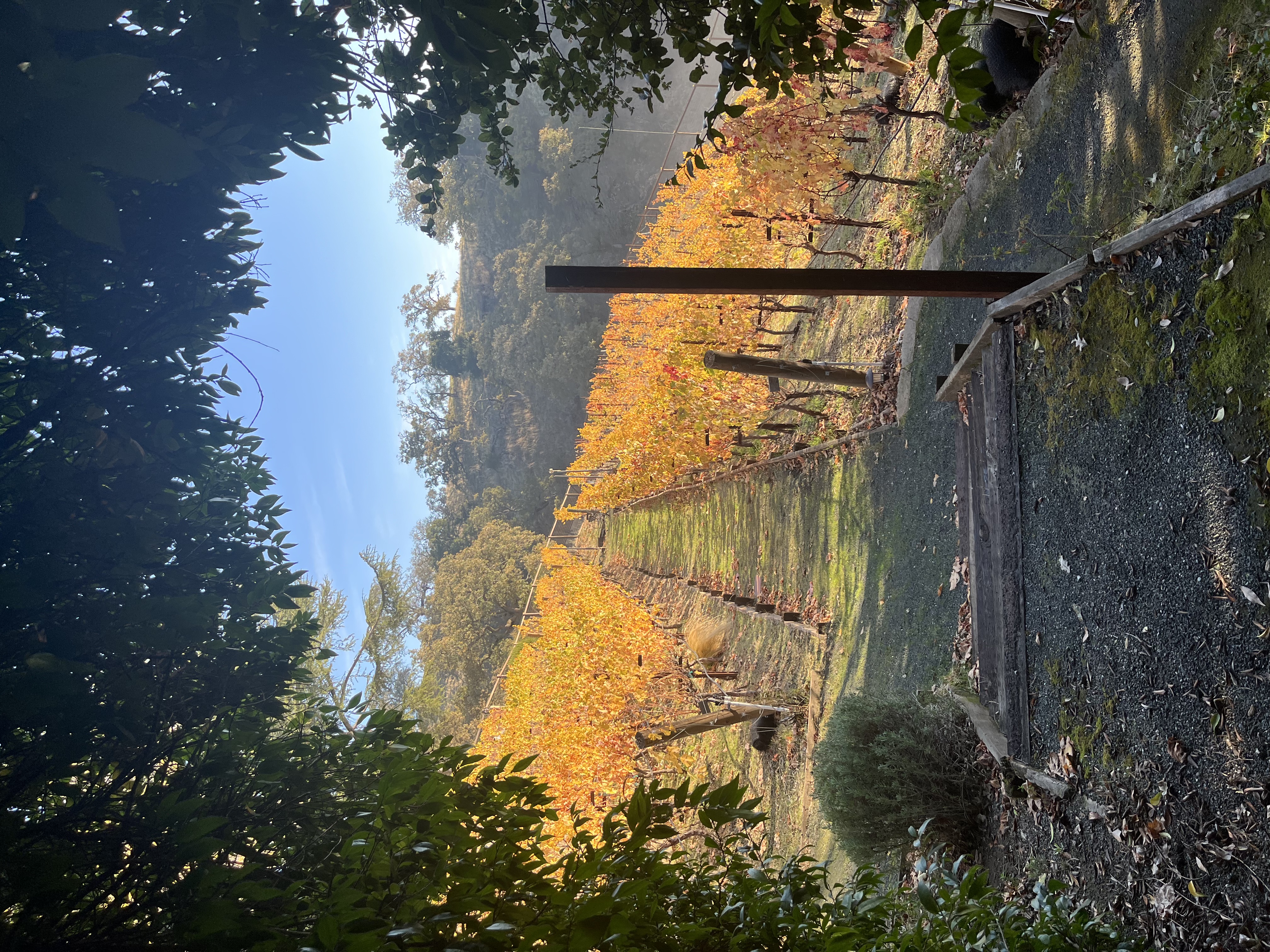 Raisin d'Etre Vineyard Raisin d'Etre Vineyard