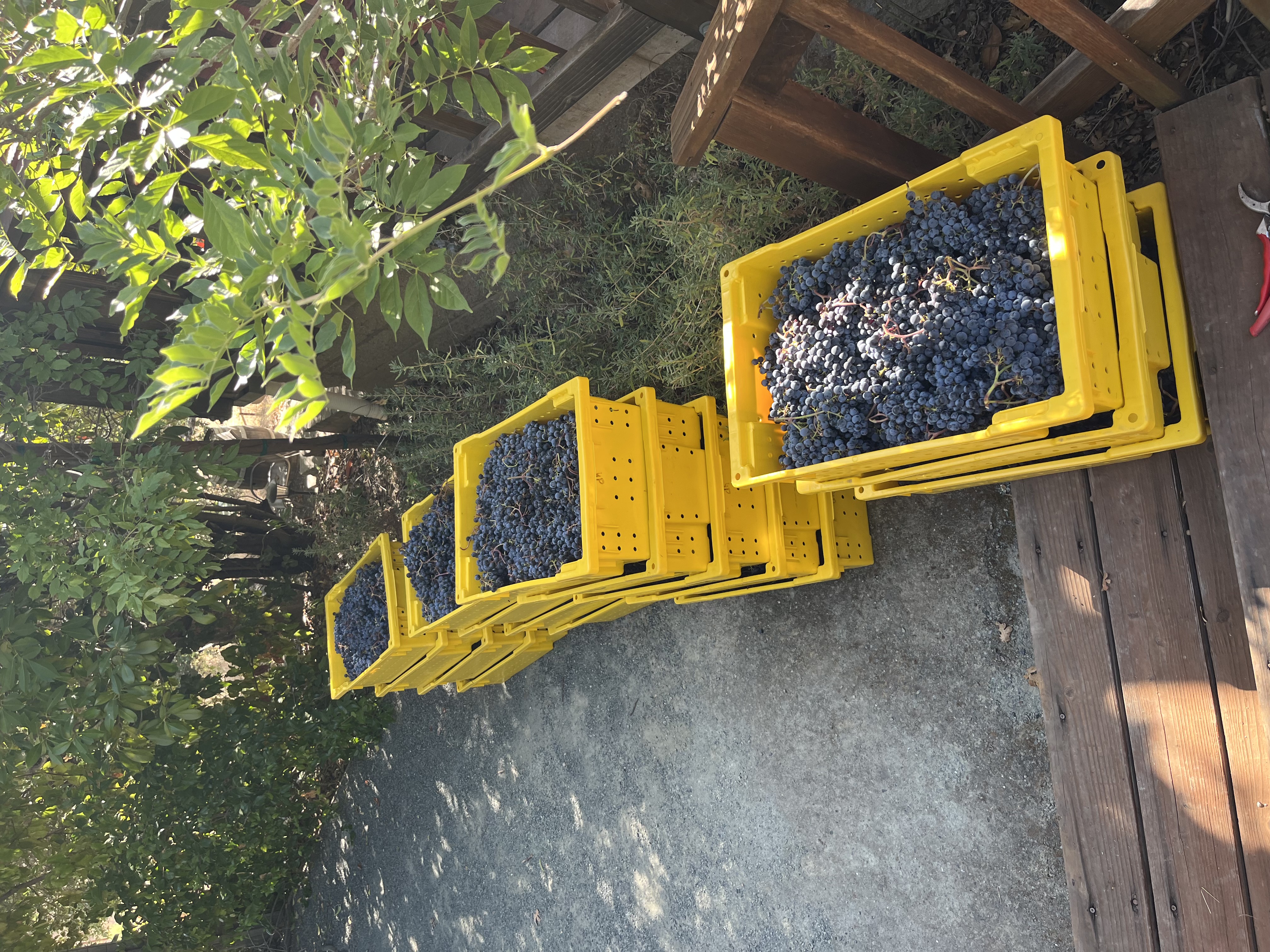 Harvest Time Harvest Time