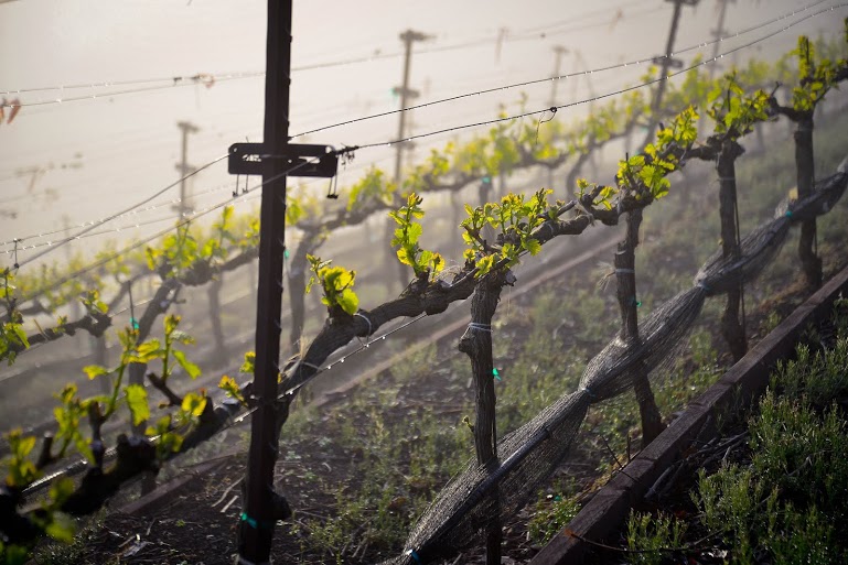 budbreak2.jpg budbreak2.jpg