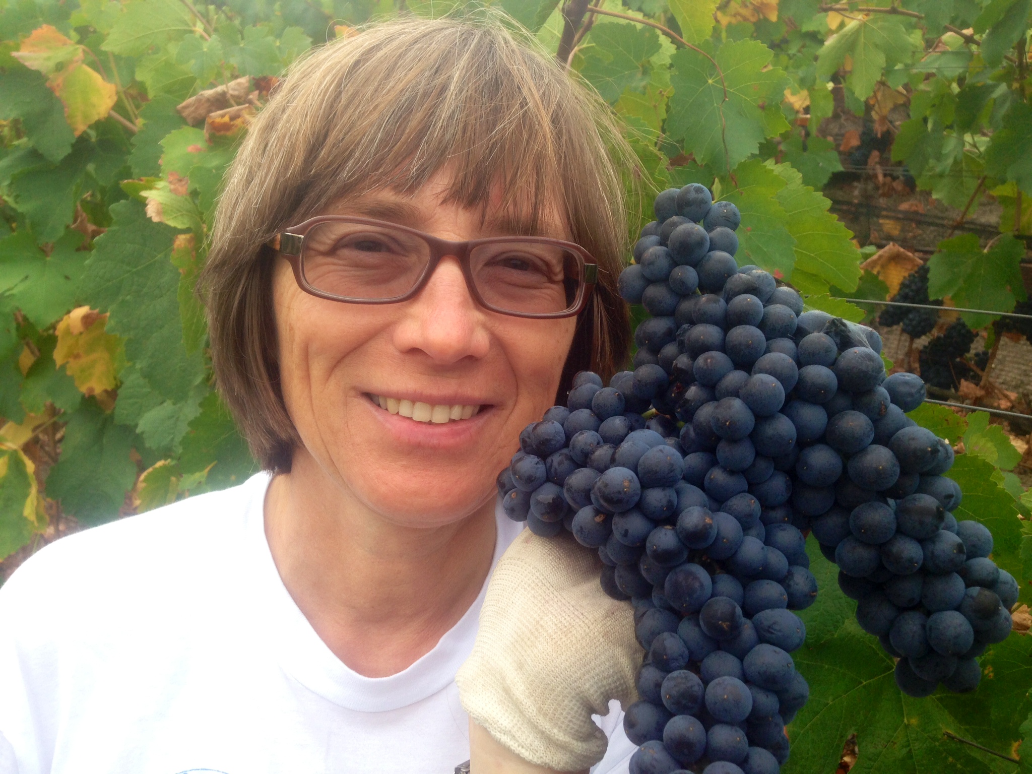 kesnija2014grape.jpeg kesnija2014grape.jpeg