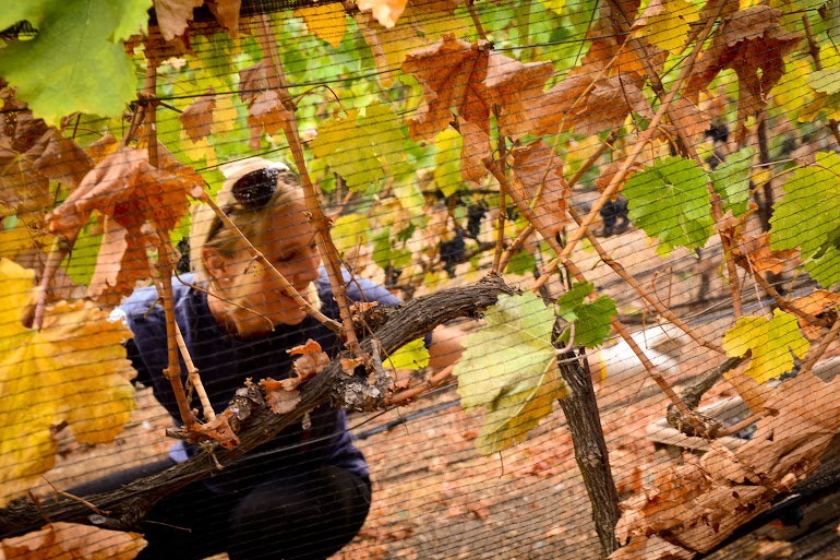 aliharvest.jpg aliharvest.jpg